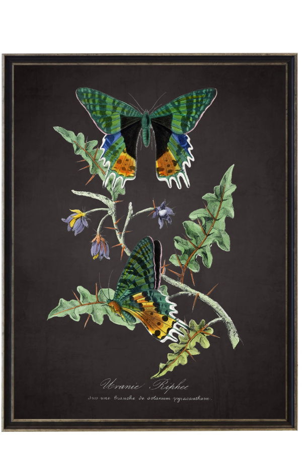 Antique Curiosities Vintage Butterflies and Flower Print Framed Print