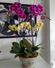 Petals Patio & Garden Hampton Kew Footed Bowl, 3 Seal - Thumbnail 13
