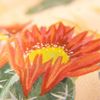 Matty Miller Studio 100% Silk Scarf: Cactus Garden - Desert Botanical Pattern - Thumbnail 4