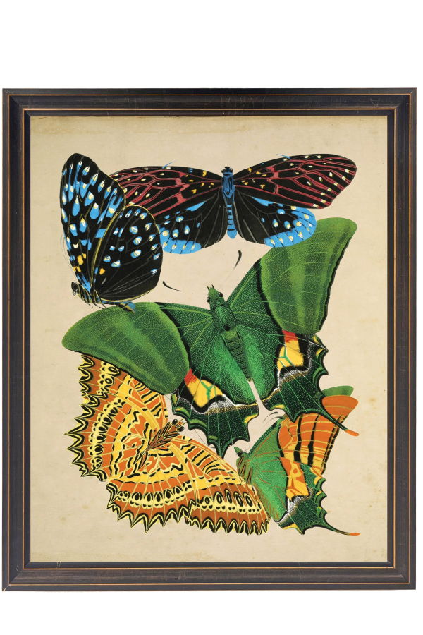 Antique Curiosities Vintage Bright Multi Butterfly Print on a Distressed Background Framed Print Sized 18x24