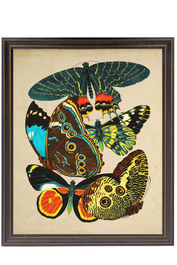 Antique Curiosities Vintage Bright Multi Butterfly Print Framed Print