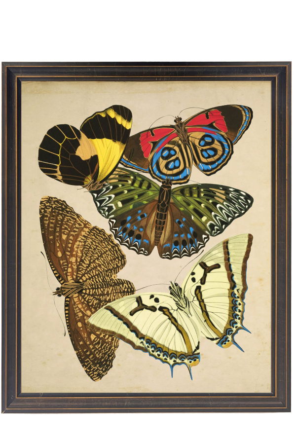 Antique Curiosities Vintage Bright Multi Butterfly Print in Copper and Black Shaped Frame 18x24 Framed Print