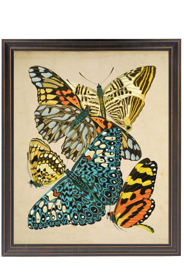 Antique Curiosities Vintage Bright Multi Butterfly Print on a Distressed Background in a Copper and Black Shaped Frame Wall Art