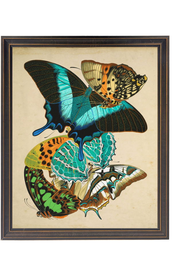 Antique Curiosities Vintage Bright Multi Butterfly Print on a Distressed Background in a Copper and Black Shaped Frame Sized 18x24 Framed Print
