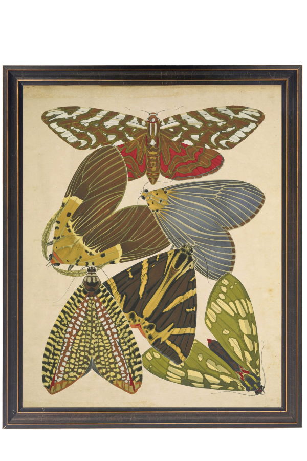 Antique Curiosities Butterfly Print on a Distressed Background in a Shaped Frame 18x24 Wall Art