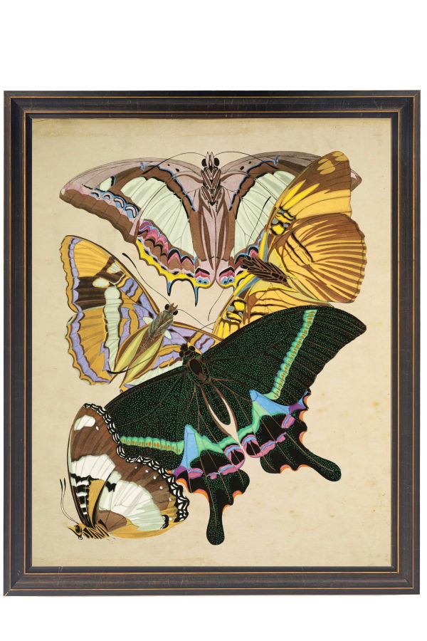 Antique Curiosities Vintage Bright Multi Butterfly Print in a Distressed Background Shaped Frame Print