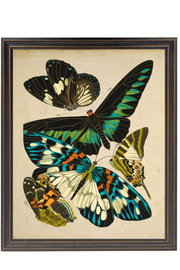 Antique Curiosities Vintage Bright Multi Butterfly Print on a Distressed Background in a Copper and Black Shaped Frame Sized 18x24 Framed Print