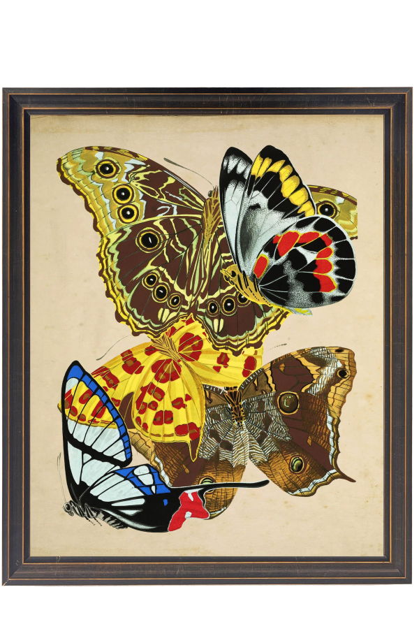 Antique Curiosities Vintage Bright Multi Butterfly Print on a Distressed Background in a Copper and Black Shaped Frame Sized 18x24 Framed Print