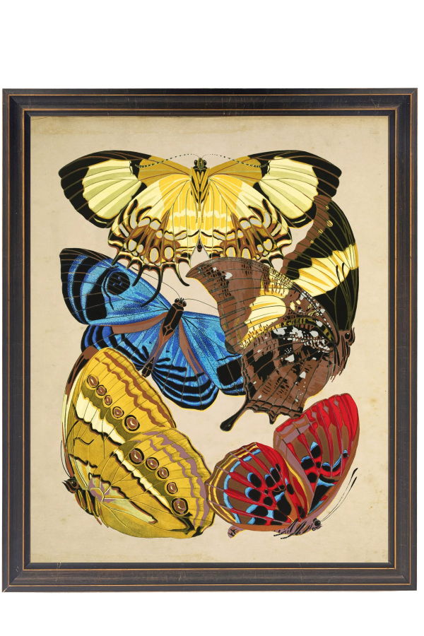Antique Curiosities Vintage Bright Multi Butterfly Print on a Distressed Background in a Copper and Black Shaped Frame Sized 18x24