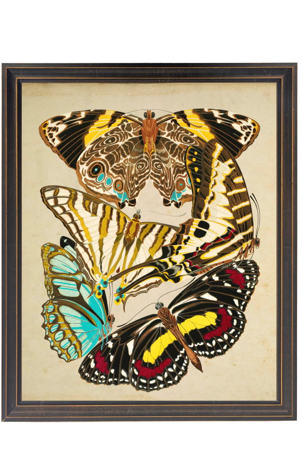 Antique Curiosities Vintage Bright Multi Butterfly Print in Copper and Black Shaped Frame 18x24 Wall Art