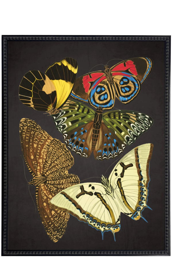 Antique Curiosities Vintage Bright Multi Butterfly Print Framed Wall Art