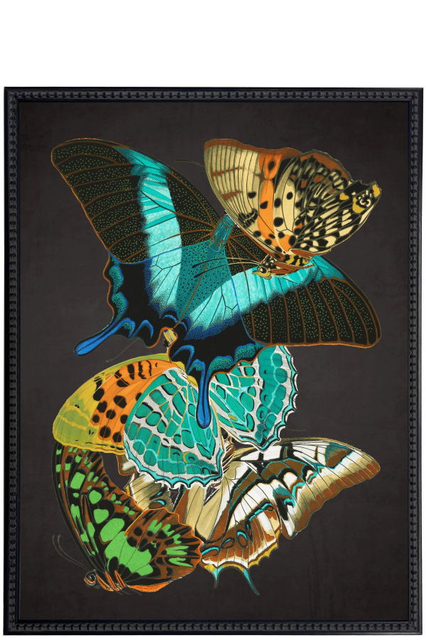 Antique Curiosities Vintage Bright Multi Butterfly Print Framed Print