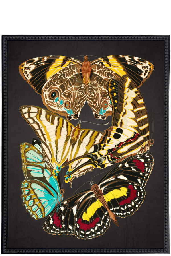 Antique Curiosities Vintage Butterfly Print in Beaded Frame 18x24