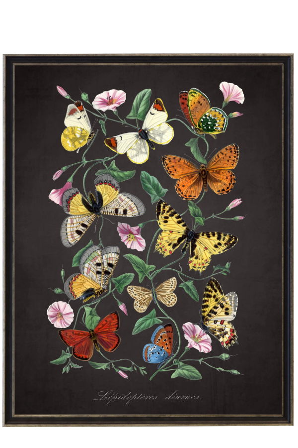 Antique Curiosities Vintage Butterflies and Flower Print Framed Print