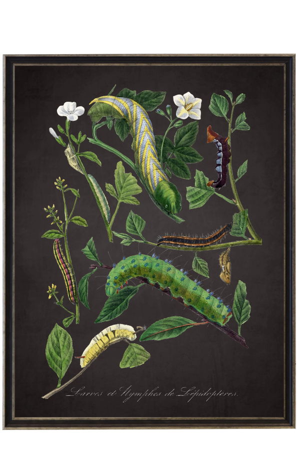 Antique Curiosities Vintage Caterpillar And Flower Print Framed Print