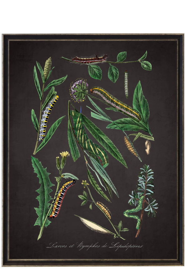 Antique Curiosities Vintage Caterpillar and Flower Framed Print 16x20