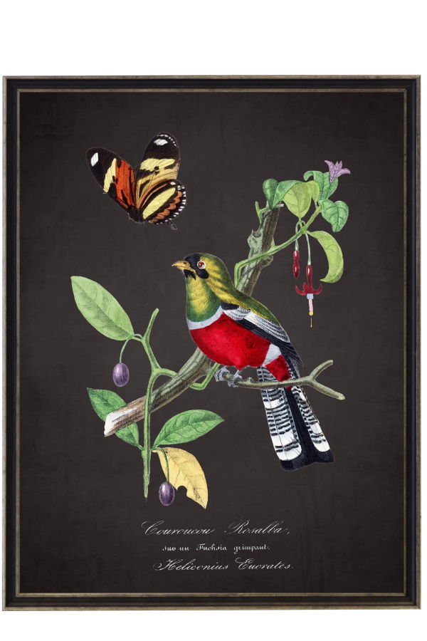 Antique Curiosities Vintage Crimson Rosella and Flower Framed Print