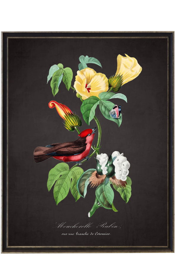Antique Curiosities Vintage Flycatcher and Flower Print on a Distressed Black Background Framed Print