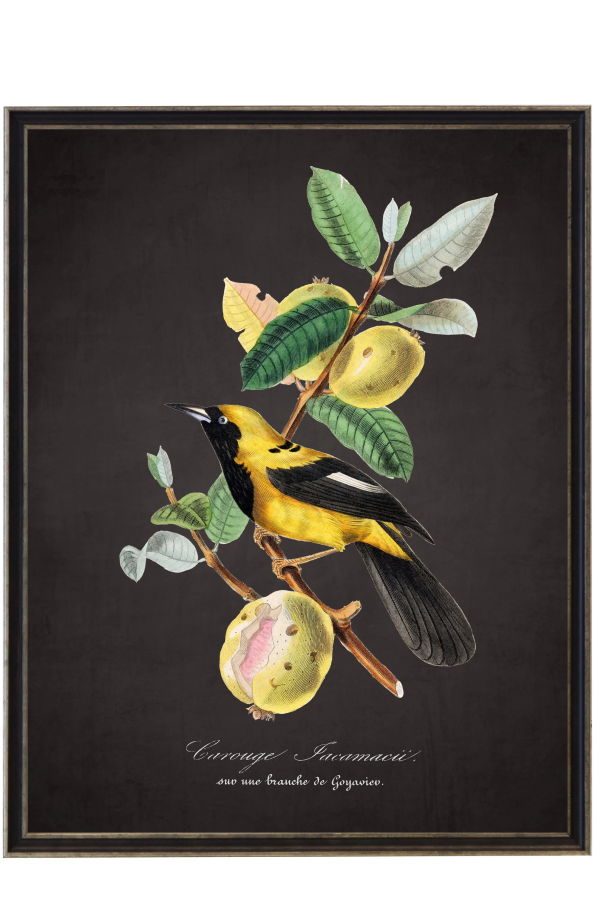 Antique Curiosities Vintage Jacamar and Flower Print Framed Wall Art 16x20