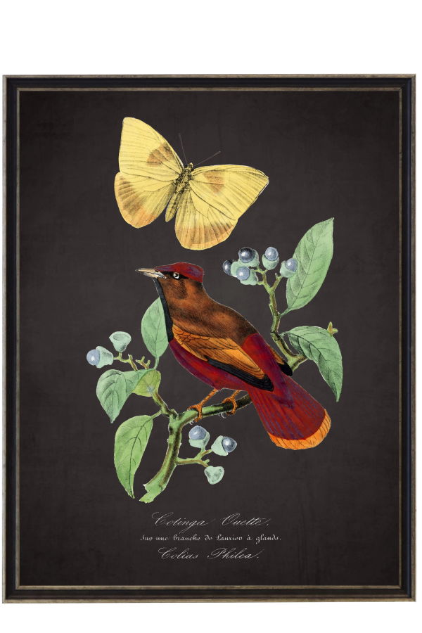 Antique Curiosities Vintage Lark and Flower Print on a Distressed Black Background Framed Print