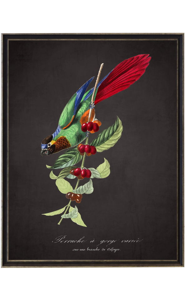 Antique Curiosities Vintage Parakeet and Flower Framed Print