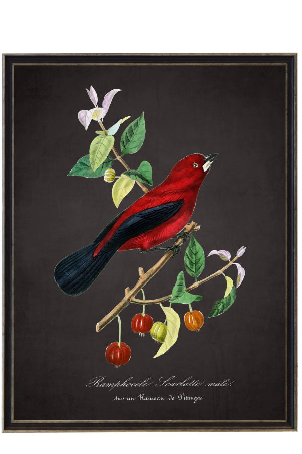 Antique Curiosities Vintage Raphocelus and Flower Framed Print 16x20