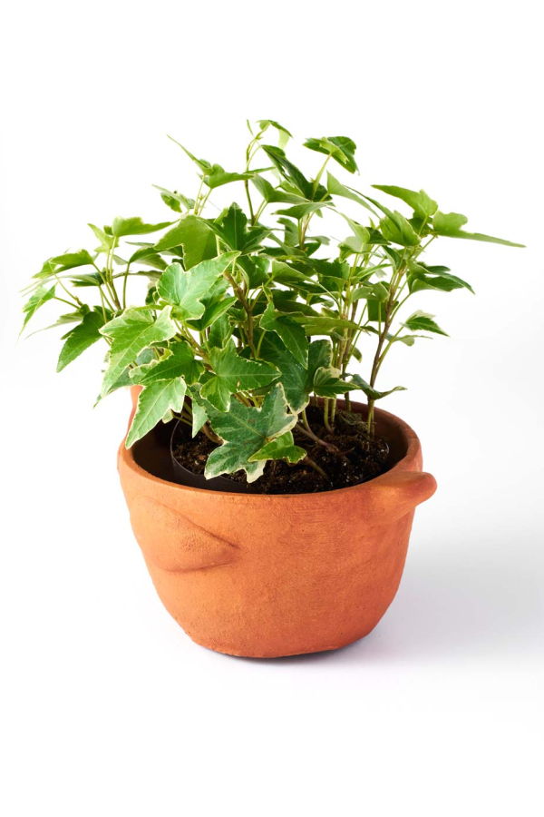 Matr Boomie Rakshana Chicken Plant Pot