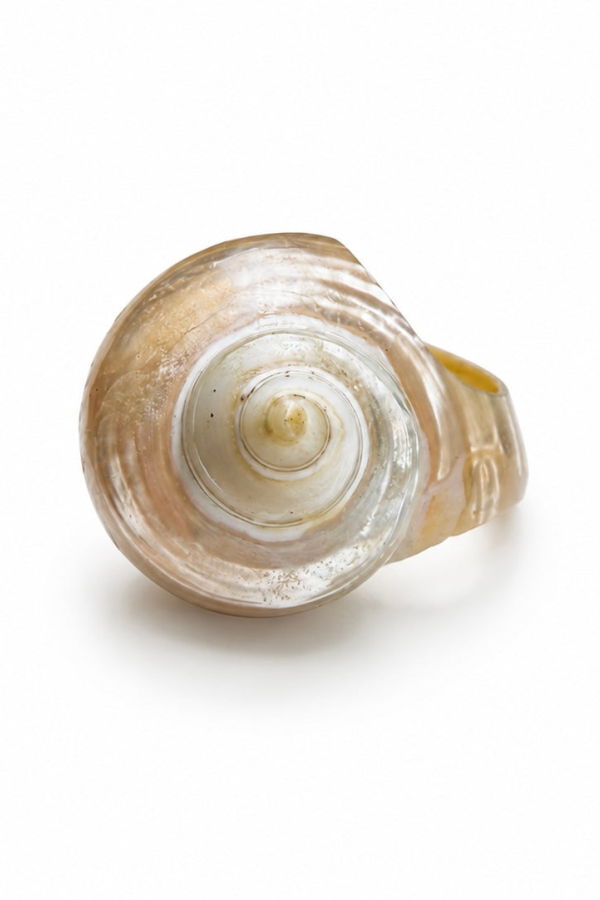 LOBA Nautilus Shell Ring - Gold