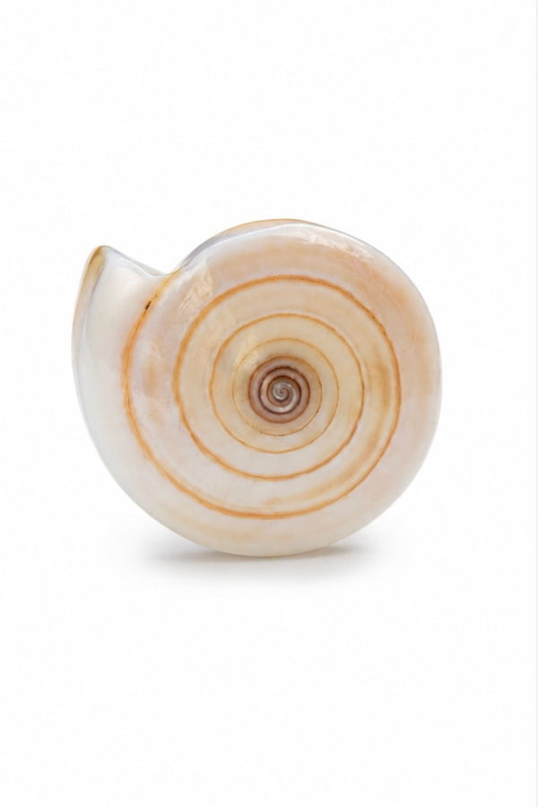 LOBA Solars Shell Ring