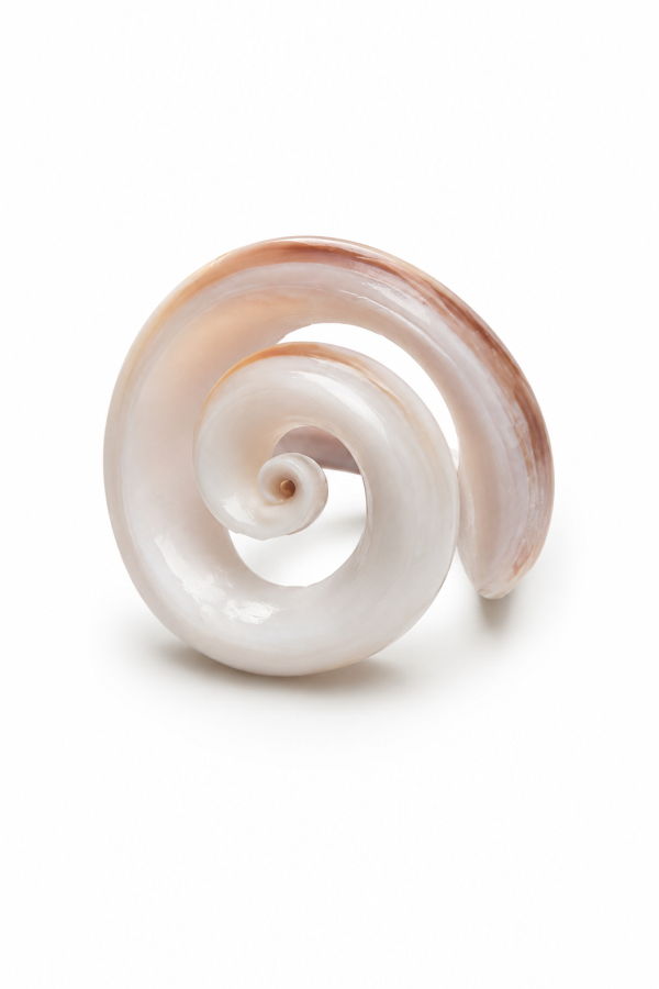 LOBA Spiral Bone Shell Ring