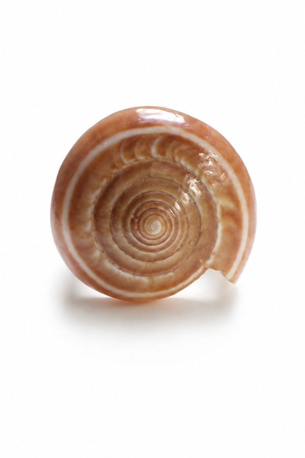 LOBA Thalassa Shell Ring