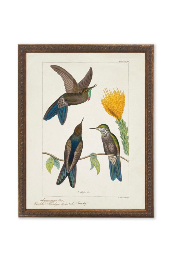 Antique Curiosities Hummingbirds Around Yellow Flower in Bronze-Beaded Frame Framed Print