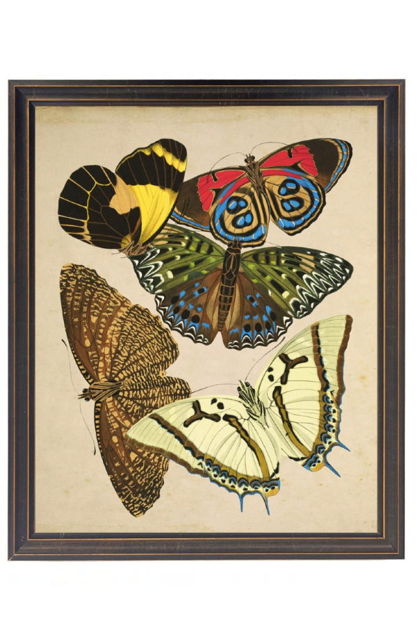 Antique Curiosities Butterflies Framed Print - Multicolored