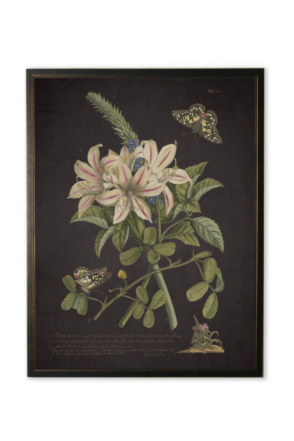 Antique Curiosities Sherardia Bouquet and Butterflies Framed Print
