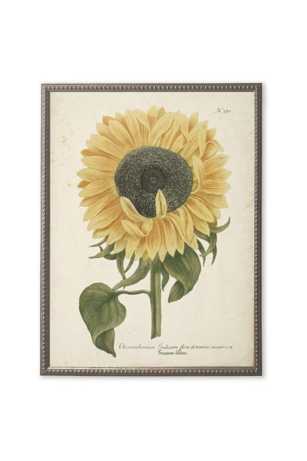Antique Curiosities Sunflower in Silver-Beaded Frame Framed Print