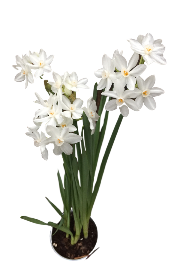 Daylily Nursery Paperwhite Bulbs 14-16+ 50 Bulbs