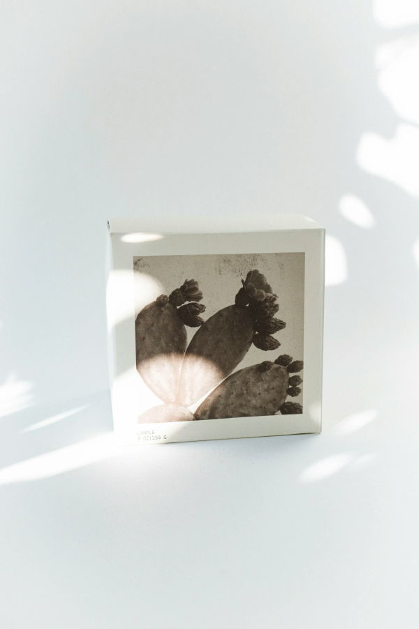 CICADA Prickly Pear Candle