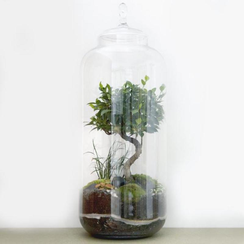 Green Factory Giant 8 year Lab Bonsai | Garmentory