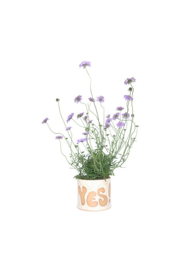 The Great Escape Large Pot Of Yes The Great Escape Large Pot Of Yes