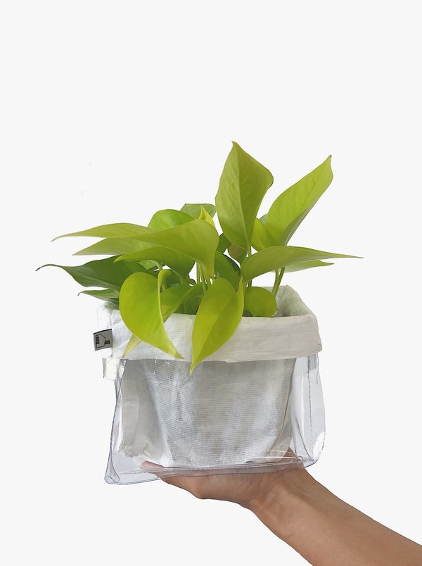 House of 950 Small Plant Bag - Clear House of 950 Small Plant Bag - Clear