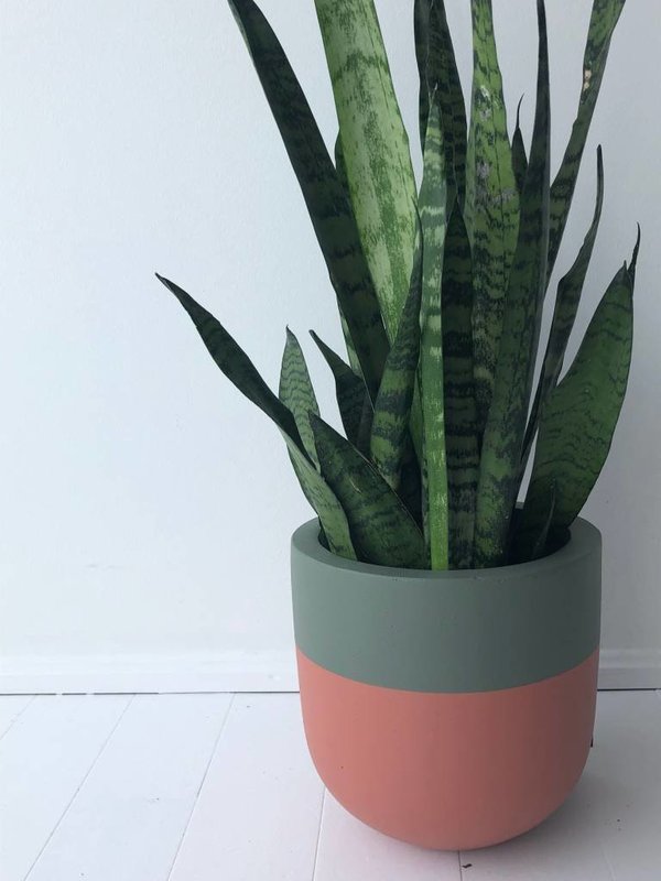 Common House Studio divided small pot Common House Studio divided small pot