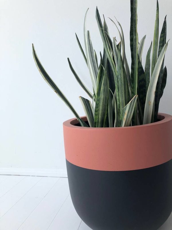 Common House Studio divided small pot Common House Studio divided small pot