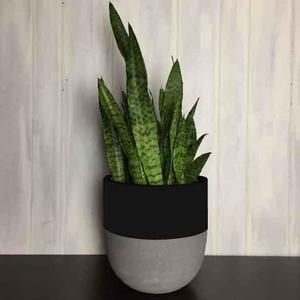 Common House Studio divided small pot Common House Studio divided small pot