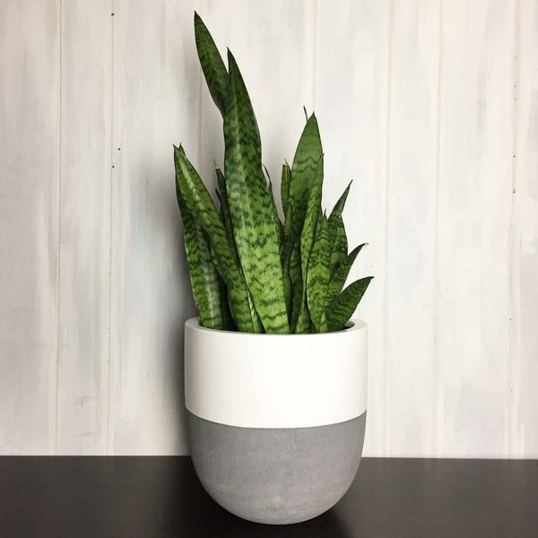 Common House Studio divided small pot Common House Studio divided small pot