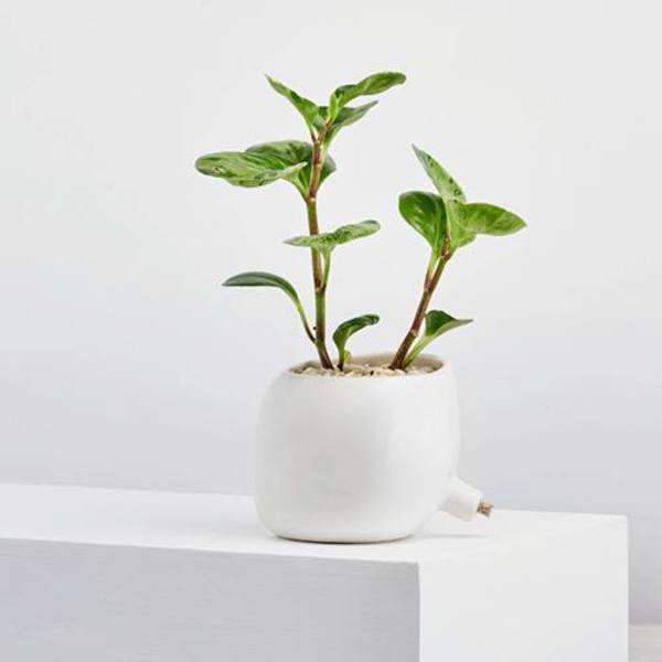 Angus & Celeste Spouted Planter - Charcoal Angus & Celeste Spouted Planter - Charcoal