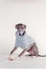Maria Stanley DOG SWEATER - cloud - Thumbnail 7