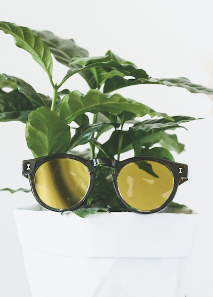 Illesteva - Leonard in Woodstock with Gold Lens Illesteva - Leonard in Woodstock with Gold Lens