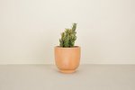 Hawkins New York Hawkins NY-Terracotta Footed Planters - TERRACOTTA - Thumbnail 2