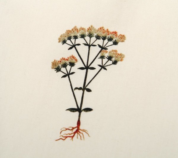 La Paz Alegre S/S Flora