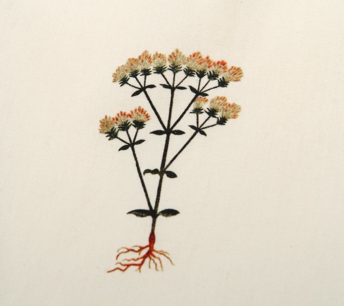 La Paz Alegre S/S Flora - Image 3 of 3